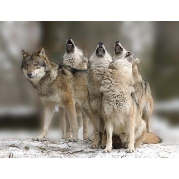 Lais Puzzle - Wölfe heulen - 1.000 Teile