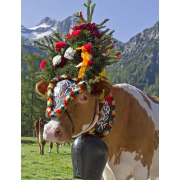 Lais Puzzle - Kuh/Kühe - 1.000 Teile