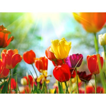 Lais Puzzle - Tulpen - 1.000 Teile