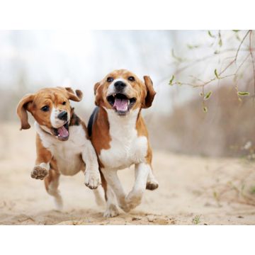 Lais Puzzle - Beagle - 1.000 Teile