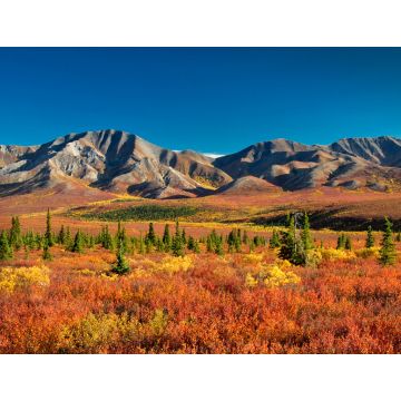 Lais Puzzle - Denali Nationalpark Alaska - 1.000 Teile