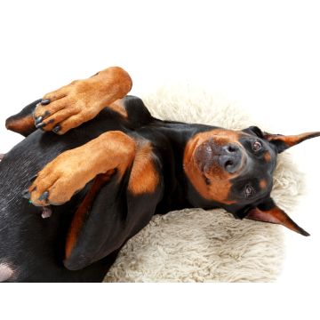 Lais Puzzle - Dobermann - 1.000 Teile