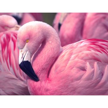 Lais Puzzle - Flamingo - 1.000 Teile