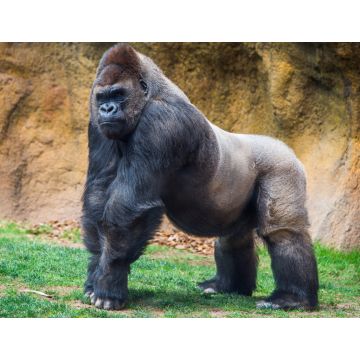Lais Puzzle - Gorilla - 1.000 Teile