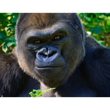 Lais Puzzle - Gorilla - 1.000 Teile