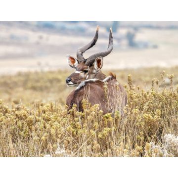 Lais Puzzle - Dominanter männlicher Mountain Nyala im Bale Mountains National Park in Äthiopien - 1.000 Teile