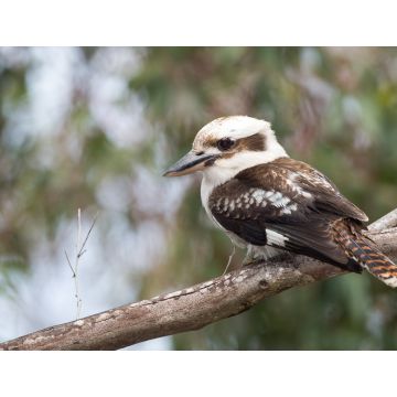 Lais Puzzle - Kookaburra Australien lachender Vogel Porträt - 1.000 Teile