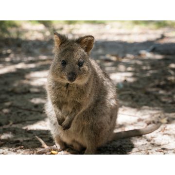 Lais Puzzle - Quokka, Setonix brachyurus, aufgenommen auf Rottnest Island, Westaustralien - 1.000 Teile