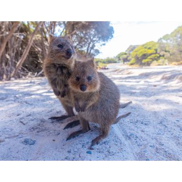 Lais Puzzle - Quokka auf der Insel Rottnest bei Perth, Australien - 1.000 Teile