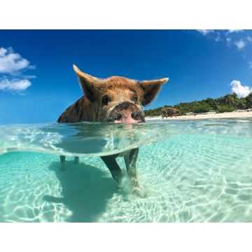 Lais Puzzle - Wildes, schwimmendes Schwein auf Big Majors Cay auf den Bahamas - 1.000 Teile