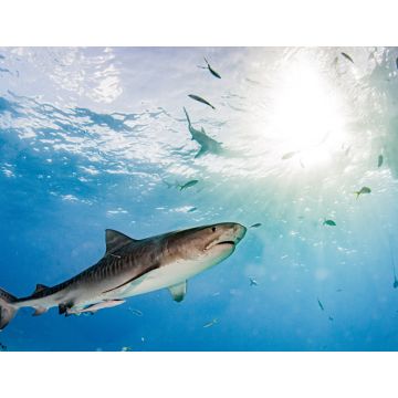Lais Puzzle - Tigerhai am Tigerstrand, Bahamas - 1.000 Teile