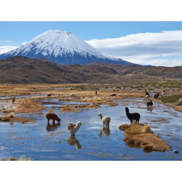 Lais Puzzle - Alpakas grasen in einem Feuchtgebiet, auf Spanisch bofedal genannt, am Fuße des schneebedeckten Vulkans Parinacota, 6324 m hoch, im Altiplano von Nordchile - 1.000 Teile