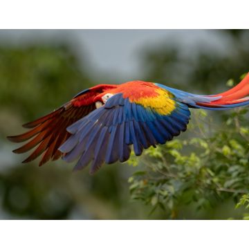 Lais Puzzle - Scharlach-Ara in Costa Rica - 1.000 Teile
