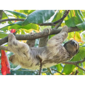 Lais Puzzle - Braunkehliges Dreizehenfaultier im Regenwald von Costa Rica - 1.000 Teile