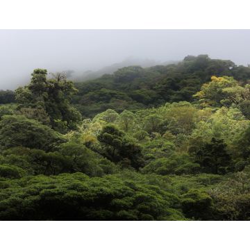 Lais Puzzle - Die Landschaft des Monteverde-Regenwaldes, Costa Rica - 1.000 Teile