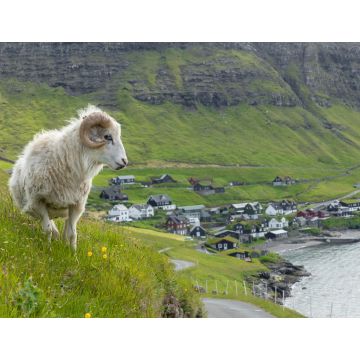 Lais Puzzle - Wildtiere auf den Färöer Inseln. Schafe auf der Insel Vagar. Färöer Inseln. Dänemark. Europa - 1.000 Teile