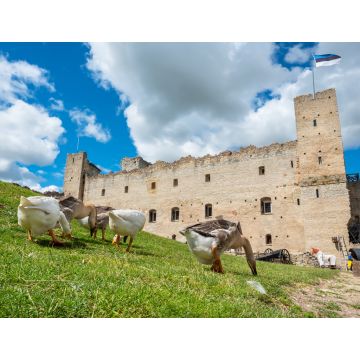 Lais Puzzle - Gänse in einer mittelalterlichen Festung. Rakvere, Estland - 1.000 Teile