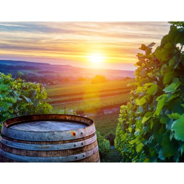 Lais Puzzle - Champagner-Weinberge mit alten Holzfass auf Reihe Rebe grüne Traube in Champagner-Weinberge Hintergrund in der Montagne de Reims - 1.000 Teile