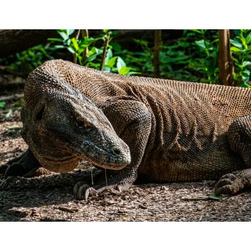 Lais Puzzle - Komodowaran auf der Insel Komodo im Grünen in Indonesien, dem einzigen Ort, an dem sie zu finden sind - 1.000 Teile