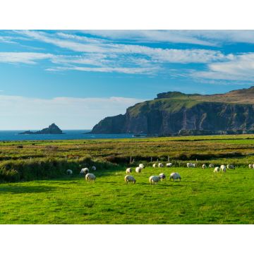 Lais Puzzle - Coumeenoole Bay, Dingle-Halbinsel, Grafschaft Kerry, Irland, Europa - 1.000 Teile