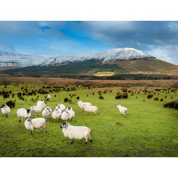 Lais Puzzle - Schafe auf einer grünen Wiese neben einem Berg, Grafschaft Sligo, Irland - 1.000 Teile