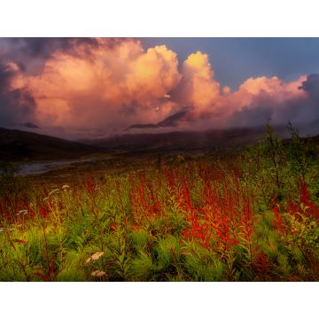 Lais Puzzle - Schöne Aussicht auf wilde Blumen, Bäume und Berge in der kanadischen Natur. Tomstone Territorial Park, Yukon, Kanada - 1.000 Teile