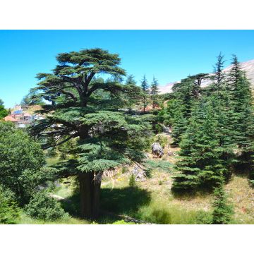 Lais Puzzle - Libanesische Zeder. Cedar of God, in Bsharri gelegen, ist einer der letzten Überreste der riesigen Wälder von Libanon-Zeder, die einst über den Berg Libanon gediehen. Die Zeder ist ein Symbol des Libanon - 1.000 Teile