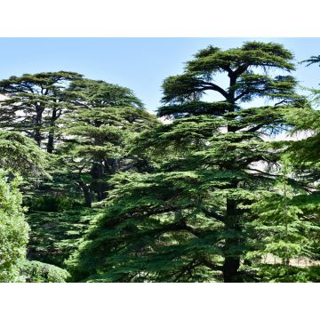 Lais Puzzle - Zedernbäume bei den Zedern Gottes, Libanon - 1.000 Teile