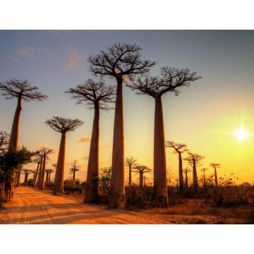 Lais Puzzle - Schöne Baobab-Bäume bei Sonnenuntergang an der Allee der Baobabs in Madagaskar - 1.000 Teile