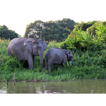 Lais Puzzle - Borneo-Zwergelefanten (Elephas maximus borneensis) - Borneo Malaysia Asien - 1.000 Teile