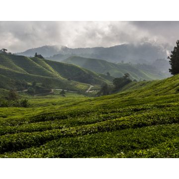 Lais Puzzle - Blick auf eine Teeplantage in den Cameron Highlands, Malaysia - 1.000 Teile