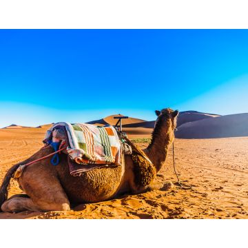 Lais Puzzle - Kamel vor Sanddünen in der Wüste Sahara in der Nähe von Mhamid - Marokko - 1.000 Teile