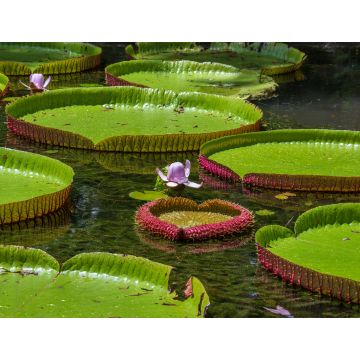 Lais Puzzle - Riesige Seerose im botanischen Garten auf der Insel Mauritius . Victoria amazonica, Victoria regia - 1.000 Teile