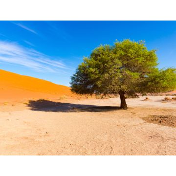 Lais Puzzle - Sossusvlei Namibia, landschaftlich reizvolle Tonsalzebene mit geflochtenen Akazienbäumen und majestätischen Sanddünen. Namib Naukluft National Park - 1.000 Teile