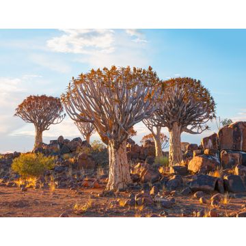 Lais Puzzle - Sonnenaufgang im Köcherbaumwald bei Keetmanshoop, Namibia - 1.000 Teile
