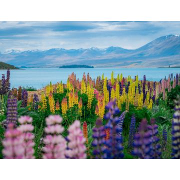 Lais Puzzle - Landschaft am Lake Tekapo Lupinenfeld in Neuseeland - 1.000 Teile