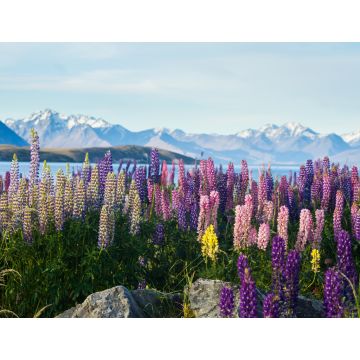 Lais Puzzle - Neuseeländische Lupinen im Frühling - 1.000 Teile