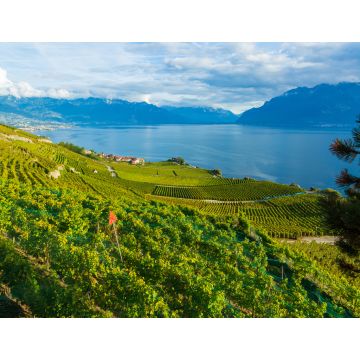 Lais Puzzle - Lavaux, Schweiz: Genfersee und Schweizer Alpenlandschaft von den Weinbergterrassen des Lavaux im Kanton Waadt aus gesehen - 1.000 Teile