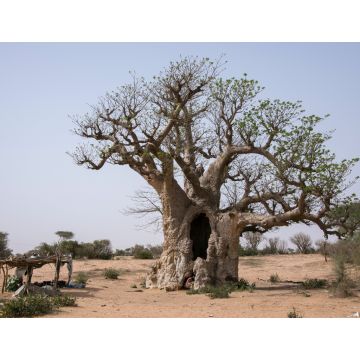 Lais Puzzle - Affenbrotbaum im Inneren des Senegal - 1.000 Teile