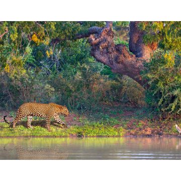 Lais Puzzle - Asiatischer Leopard, auf Lateinisch Panthera pardus kotiya, in Yala, Sri Lanka - 1.000 Teile