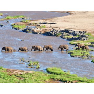 Lais Puzzle - Elefant beim Überqueren des Olifant-Flusses im Krüger-Nationalpark in Südafrika - 1.000 Teile