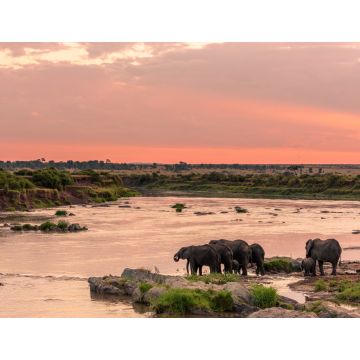 Lais Puzzle - Afrikanischer Busch-Elefant oder Afrikanischer Elefant (Loxodonta africana) beim Überqueren des Mara-Flusses. Serengeti-Nationalpark. Tansania - 1.000 Teile
