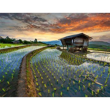 Lais Puzzle - Reisterrasse Reisfeld in Thailand, Pa-pong-peang Reisterrasse Nordthailand - 1.000 Teile