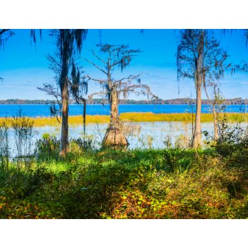 Lais Puzzle - Eine Sumpfzypresse entlang des Ufers des Lake Louisa in Florida - 1.000 Teile