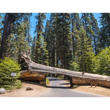 Lais Puzzle - Schöne Aufnahme einer Person, die an der Spitze eines Tunnelblocks im Sequoia National Park, Kalifornien, steht - 1.000 Teile
