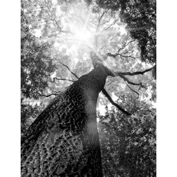 Lais Puzzle - Baum von unten in schwarz weiß - 1.000 Teile