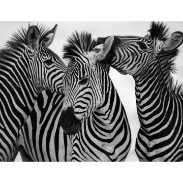 Lais Puzzle - Zebras in schwarz weiß - 1.000 Teile