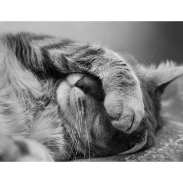 Lais Puzzle - schlafende Katze in schwarz weiß - 1.000 Teile
