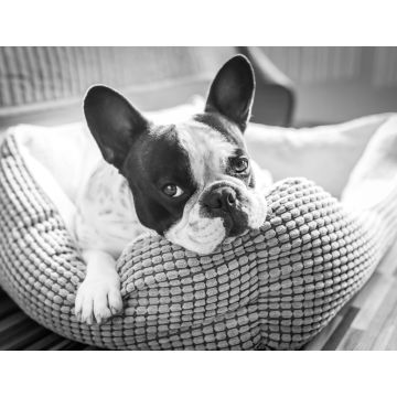 Lais Puzzle - Französische Bulldogge in schwarz weiß - 1.000 Teile