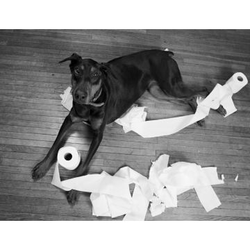Lais Puzzle - Dobermann in schwarz weiß - 1.000 Teile